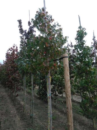 Liquidambar styraciflua 12-14 Hoogstam draadkluit 2 X verplant - afbeelding 9