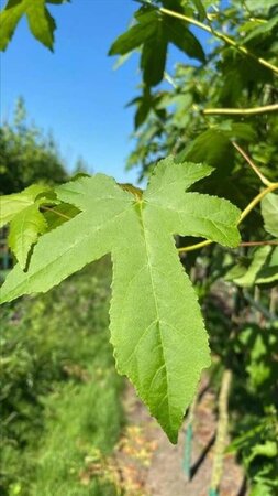 Liquidambar styraciflua 12-14 Hoogstam draadkluit 2 X verplant - afbeelding 2