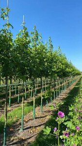 Liquidambar styraciflua 12-14 Hoogstam draadkluit 2 X verplant - afbeelding 3