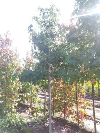 Liquidambar styraciflua 14-16 Hoogstam draadkluit 2 X verplant - afbeelding 2