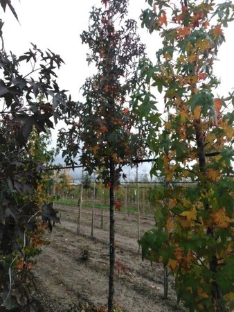 Liquidambar styraciflua 14-16 Hoogstam draadkluit 2 X verplant - afbeelding 5