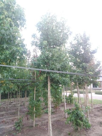 Liquidambar styraciflua 16-18 Hoogstam draadkluit 3 X verplant - afbeelding 1