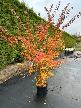 Liquidambar styraciflua 175-200 cm cont. 20L - afbeelding 1