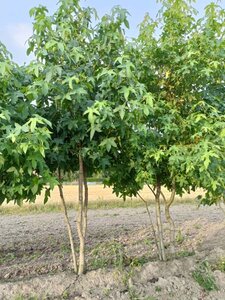 Liquidambar styraciflua 175-200 cm draadkluit meerstammig - afbeelding 2