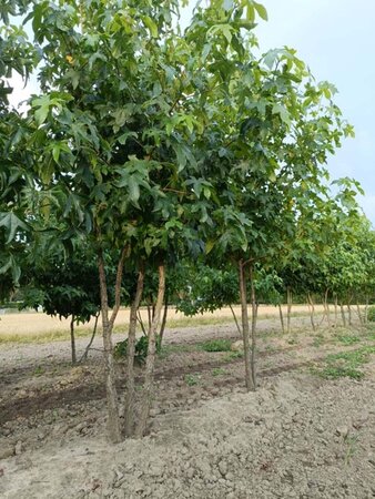 Liquidambar styraciflua 175-200 cm draadkluit meerstammig - afbeelding 3