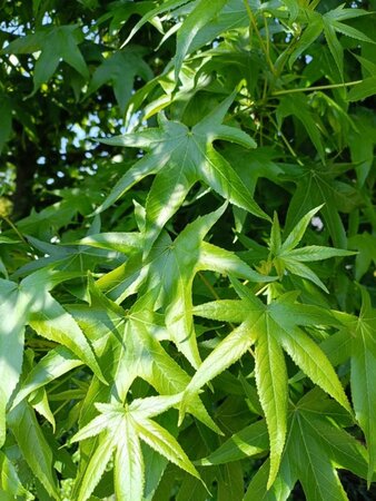 Liquidambar styraciflua 175-200 cm WRB multi-stem - image 1