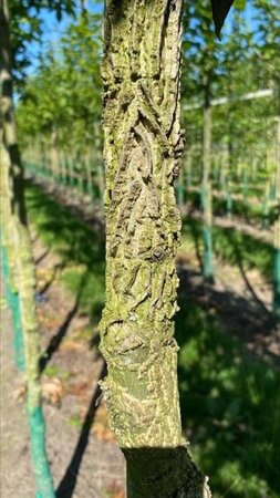 Liquidambar styraciflua 18-20 Hoogstam draadkluit 3 X verplant - afbeelding 1