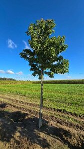 Liquidambar styraciflua 20-25 Hoogstam draadkluit 3 X verplant - afbeelding 2