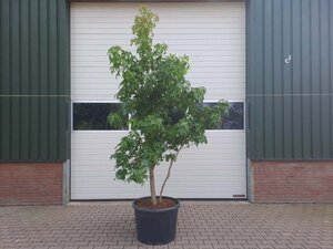 Liquidambar styraciflua 250-300 cm container meerstammig - afbeelding 1