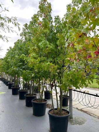 Liquidambar styraciflua 250-300 cm container meerstammig - afbeelding 2