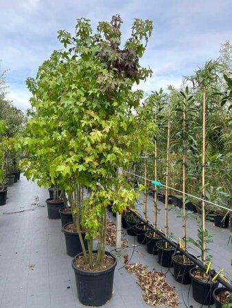 Liquidambar styraciflua 250-300 cm container meerstammig - afbeelding 3