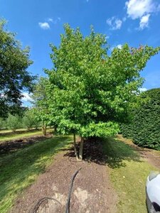 Liquidambar styraciflua 600-700 cm draadkluit meerstammig - afbeelding 1