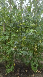 Liquidambar styraciflua 6-8 cm met kluit geveerd - afbeelding 1