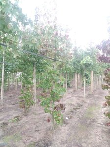 Liquidambar styraciflua 6-8 cm met kluit geveerd - afbeelding 3