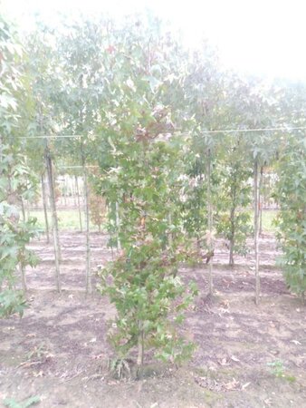 Liquidambar styraciflua 6-8 cm met kluit geveerd - afbeelding 4