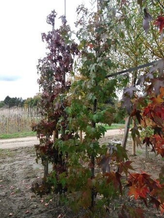 Liquidambar styraciflua 6-8 cm met kluit geveerd - afbeelding 6