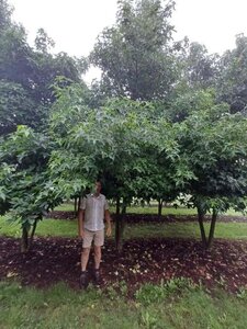 Liquidambar styraciflua 700-800 cm draadkluit meerstammig