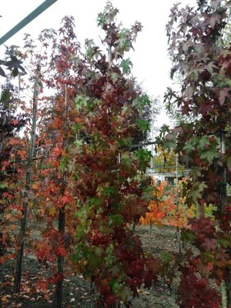 Liquidambar styraciflua 8-10 cm met kluit geveerd - afbeelding 6