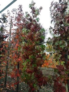 Liquidambar styraciflua 8-10 cm met kluit geveerd - afbeelding 6