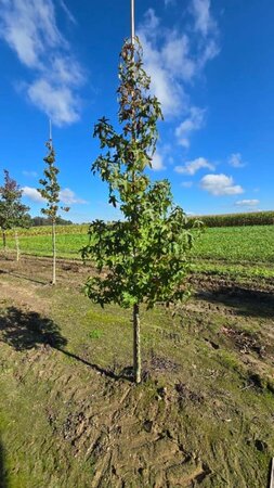 Liquidambar styraciflua 8-10 cm met kluit geveerd - afbeelding 5