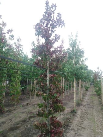 Liquidambar styraciflua 8-10 cm met kluit geveerd - afbeelding 2