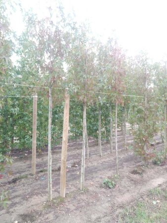 Liquidambar s. 'Worplesdon' 10-12 Hoogstam met kluit