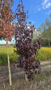 Liquidambar s. 'Worplesdon' 10-12 cm met kluit geveerd - afbeelding 4