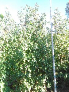 Liquidambar s. 'Worplesdon' 10-12 cm met kluit geveerd - afbeelding 3