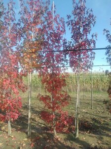 Liquidambar s. 'Worplesdon' 10-12 cm met kluit geveerd - afbeelding 1