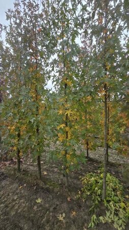 Liquidambar s. 'Worplesdon' 10-12 cm met kluit geveerd - afbeelding 2