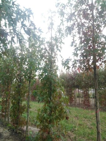 Liquidambar s. 'Worplesdon' 10-12 cm met kluit geveerd - afbeelding 6