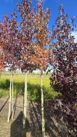 Liquidambar s. 'Worplesdon' 12-14 cm draadkluit geveerd 2 X verplant