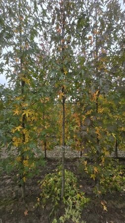 Liquidambar s. 'Worplesdon' 12-14 Hoogstam draadkluit 2 X verplant - afbeelding 5