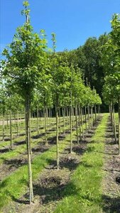 Liquidambar s. 'Worplesdon' 12-14 Hoogstam draadkluit 2 X verplant - afbeelding 6