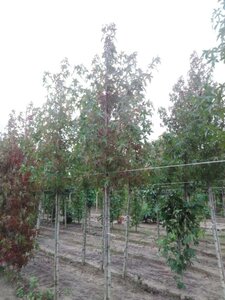 Liquidambar s. 'Worplesdon' 12-14 Hoogstam draadkluit 2 X verplant - afbeelding 1