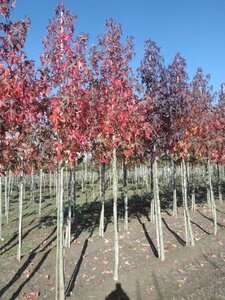 Liquidambar s. 'Worplesdon' 12-14 Hoogstam draadkluit 2 X verplant - afbeelding 4