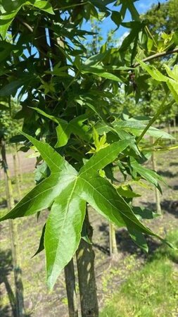 Liquidambar s. 'Worplesdon' 12-14 Hoogstam draadkluit 2 X verplant - afbeelding 9