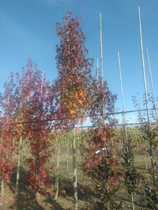 Liquidambar s. 'Worplesdon' 12-14 Hoogstam draadkluit 2 X verplant - afbeelding 3