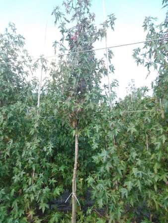 Liquidambar s. 'Worplesdon' 12-14 Hoogstam draadkluit 2 X verplant - afbeelding 2