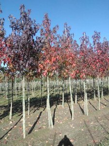 Liquidambar s. 'Worplesdon' 14-16 Hoogstam draadkluit 2 X verplant - afbeelding 3