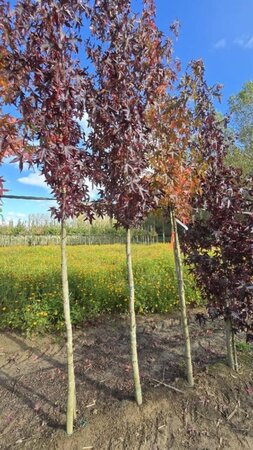 Liquidambar s. 'Worplesdon' 14-16 Hoogstam draadkluit 2 X verplant - afbeelding 4