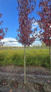 Liquidambar s. 'Worplesdon' 16-18 Hoogstam draadkluit 3 X verplant - afbeelding 3