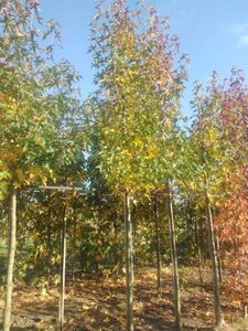 Liquidambar s. 'Worplesdon' 16-18 Hoogstam draadkluit 3 X verplant - afbeelding 2