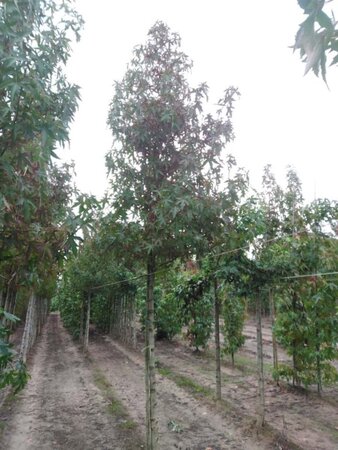 Liquidambar s. 'Worplesdon' 16-18 STA WRB 3 X V - image 1