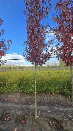 Liquidambar s. 'Worplesdon' 16-18 STA WRB 3 X V - image 3