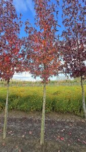 Liquidambar s. 'Worplesdon' 18-20 Hoogstam draadkluit 3 X verplant - afbeelding 2