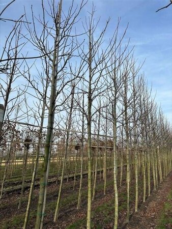 Liquidambar s. 'Worplesdon' 18-20 Hoogstam draadkluit 3 X verplant - afbeelding 5