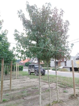 Liquidambar s. 'Worplesdon' 18-20 STA WRB 3 X V - image 1