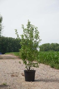 Liquidambar s. 'Worplesdon' 200-250 cm cont. 110L meerstammig - afbeelding 1