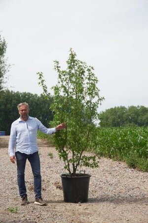 Liquidambar s. 'Worplesdon' 200-250 cm cont. 110L meerstammig - afbeelding 2